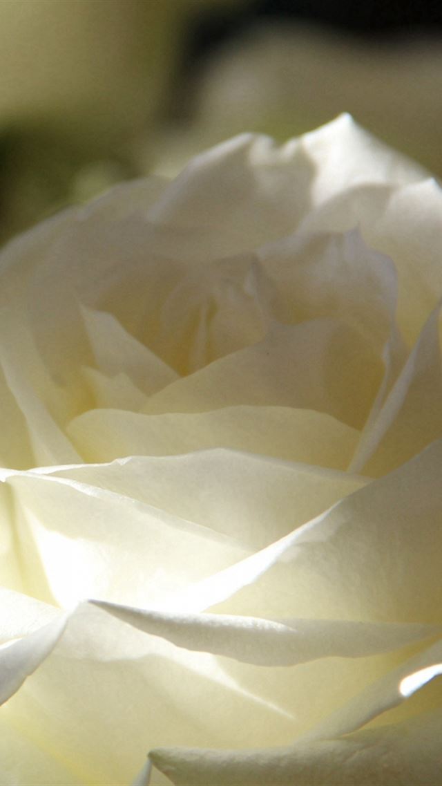 640x960 Pure Roses Petals Bud - bokeh iPhone 4s Wallpaper