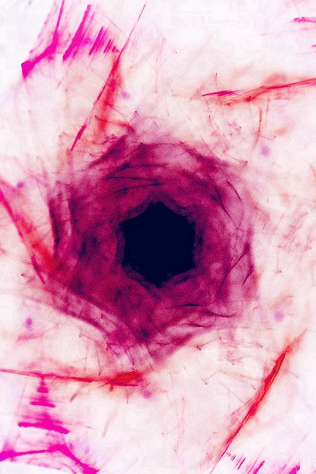 640x960 Abstract Flower Red Blue White Hex Art Pattern - pattern iPhone 4s Wallpaper