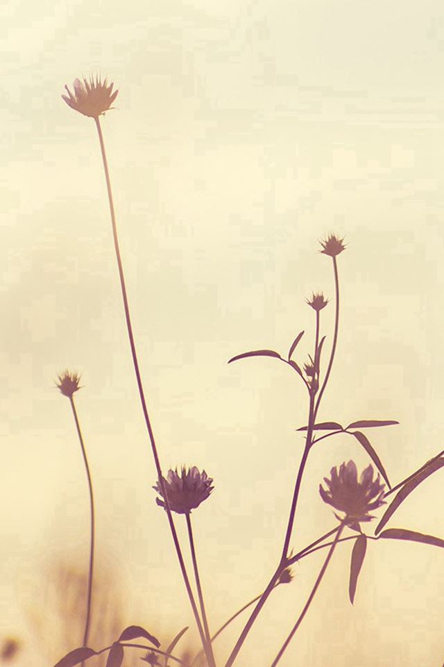 640x960 Flower Nature Fall Romantic Old - lonely iPhone 4s Wallpaper