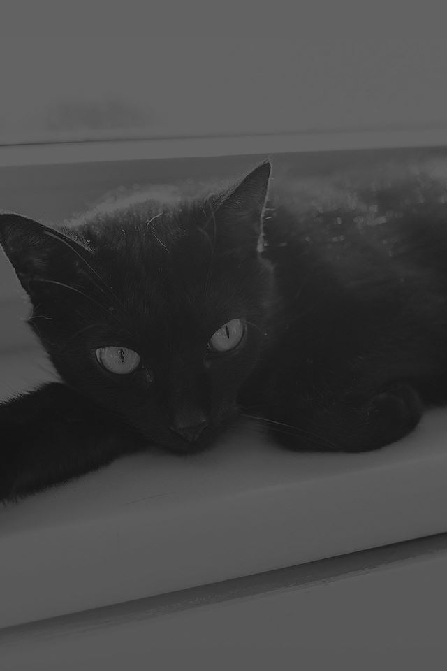 640x960 Black Cat Animal Cute Watching Dark Bw - stare at iPhone 4s Wallpaper