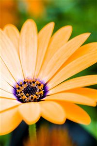 Yellow Flower Closeup wallpaper