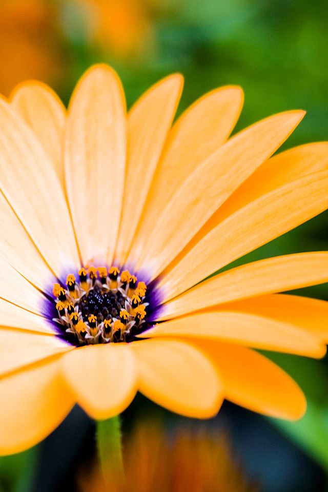 640x960 Yellow Flower Closeup - spring iPhone 4s Wallpaper