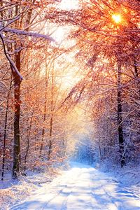 Snowy Forest wallpaper