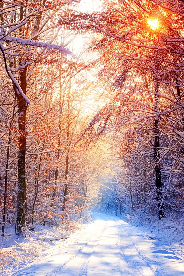 640x960 Snowy Forest - trees iPhone 4s Wallpaper