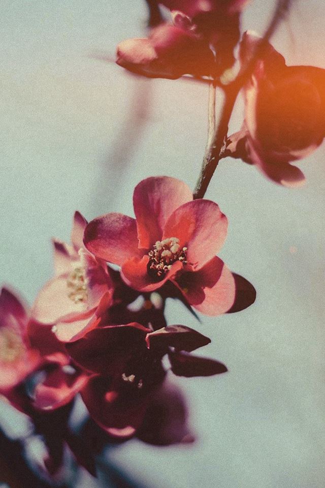 640x960 Flower Nostalgia Tree Spring Blossom Nature Flare - tree iPhone 4s Wallpaper