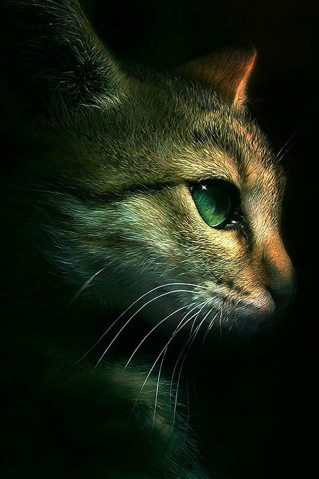 Cat iPhone 4s wallpaper 