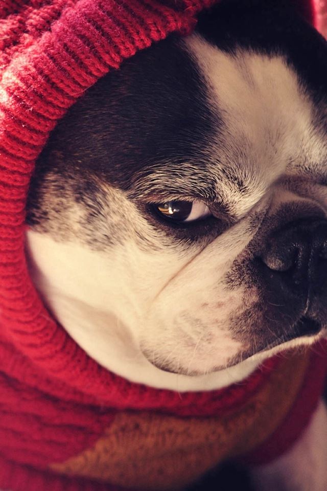 640x960 Bulldog Pet Cute Lovely  - pet iPhone 4s Wallpaper