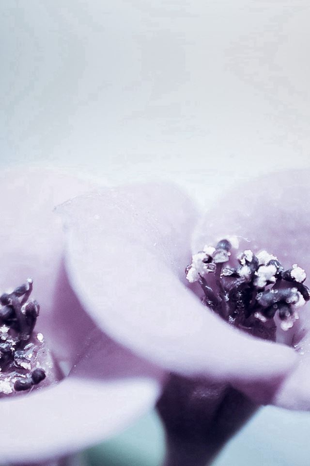 640x960 Flower Blue Purple Beautiful Rain Nature - pure iPhone 4s Wallpaper