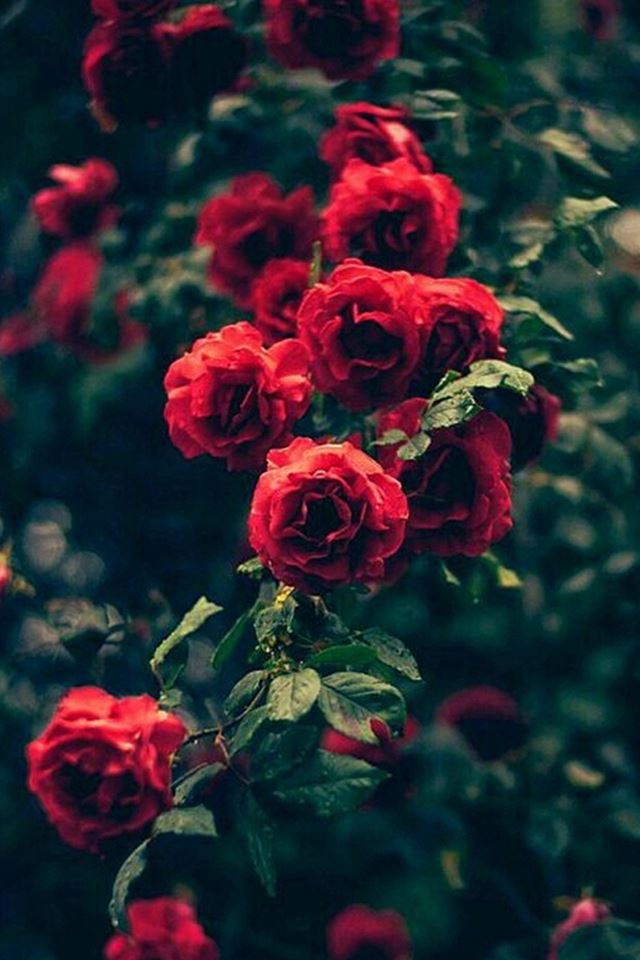 Beautiful Garden Red Roses Flowers iPhone 4s Wallpapers Free Download