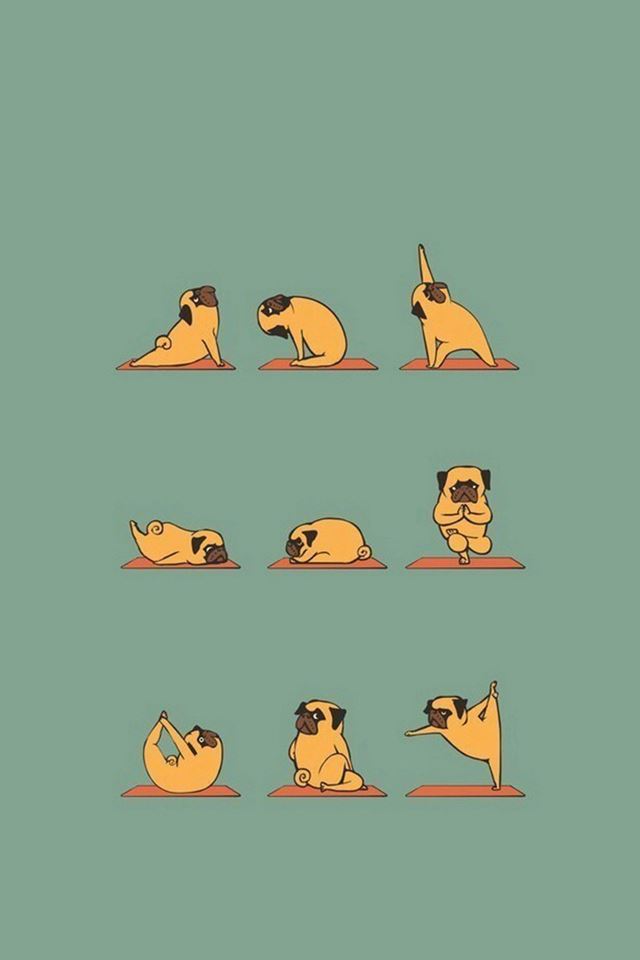 640x960 Funny Pug Doing Yoga  - cute iPhone 4s Wallpaper