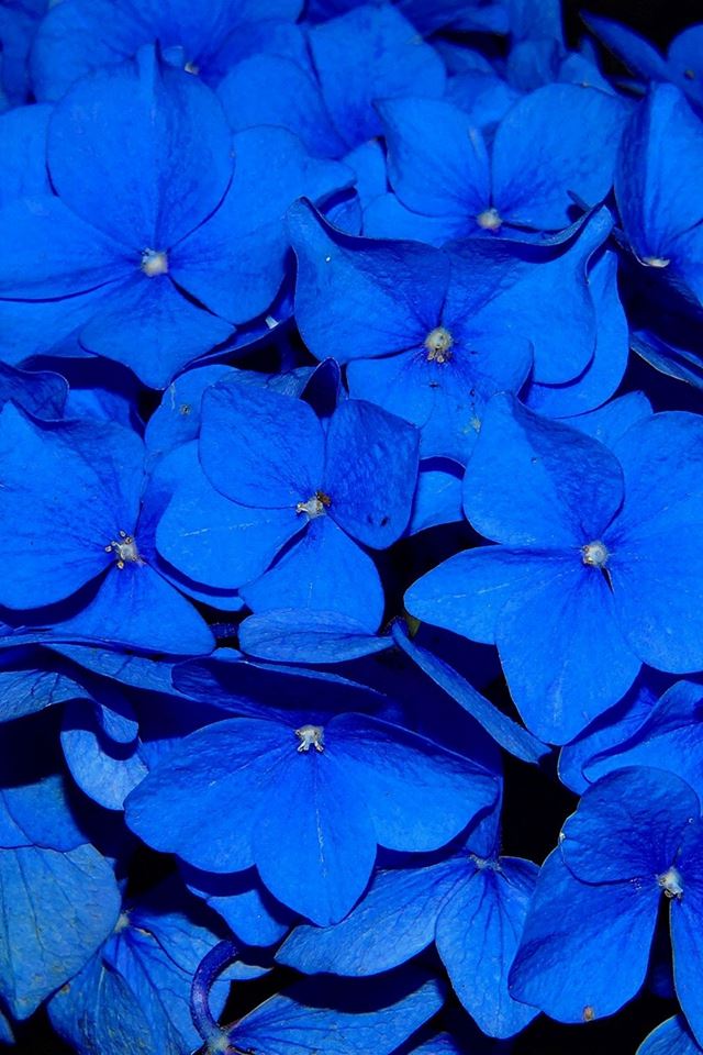 640x960 Hydrangea Blossom Flower Blue Dark Nature - macro iPhone 4s Wallpaper