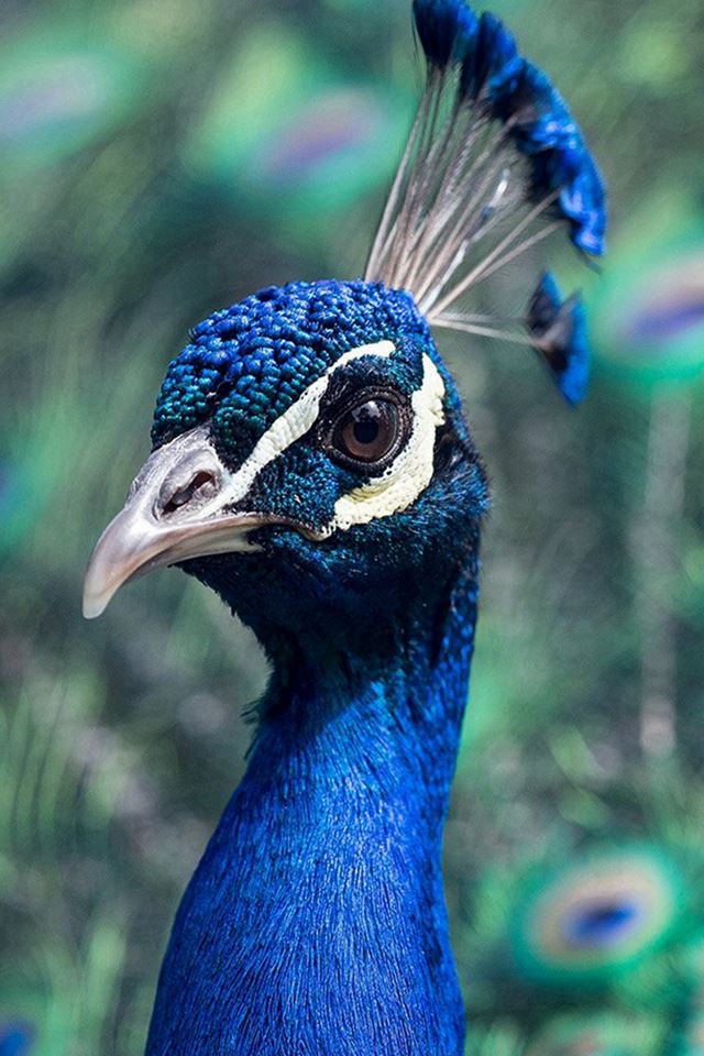 640x960 Peacock Animal Bird Nature Blue - bird iPhone 4s Wallpaper