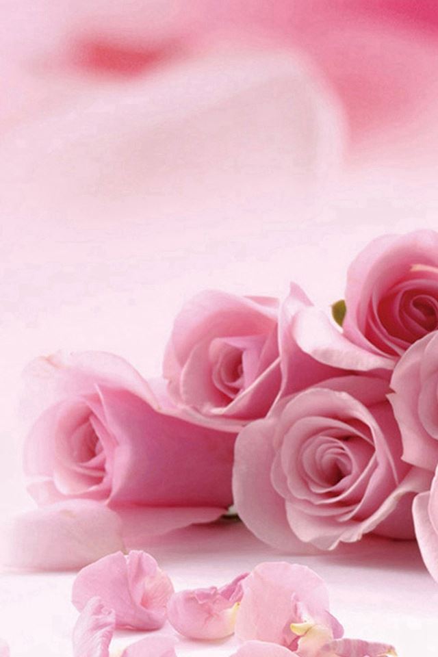 640x960 Pink Roses Flower Petals  - macro iPhone 4s Wallpaper