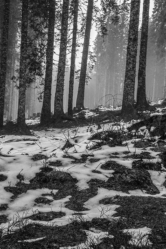 640x960 Mountain Snow Woods Nature Dark Bw - trees iPhone 4s Wallpaper