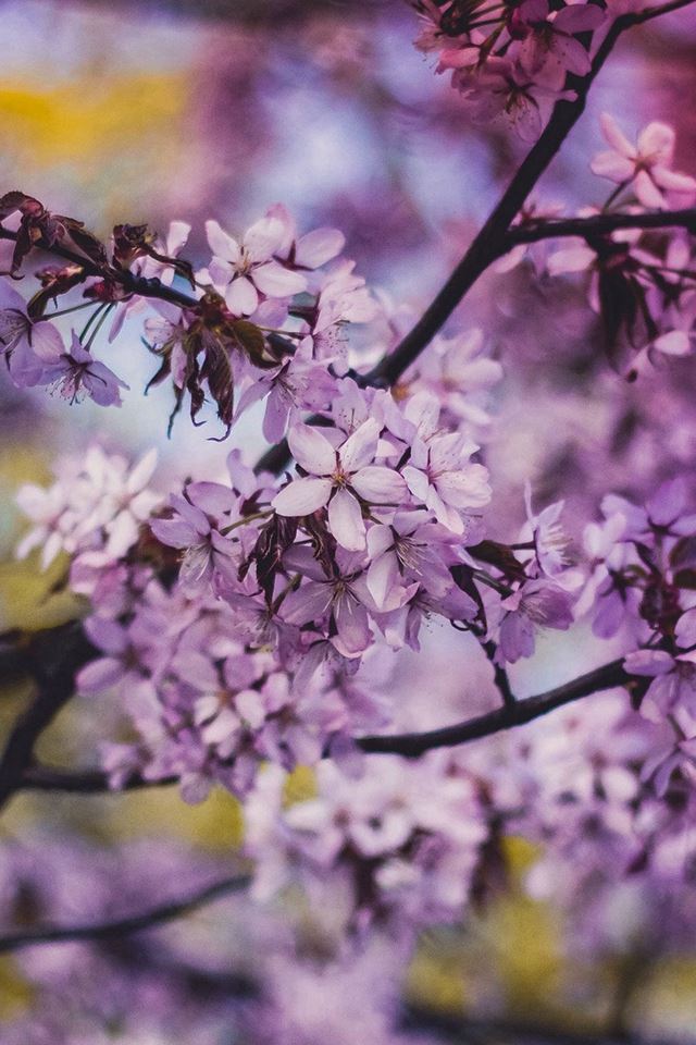 640x960 Flower Pink Blue Nature Bokeh Tree Spring - spring iPhone 4s Wallpaper