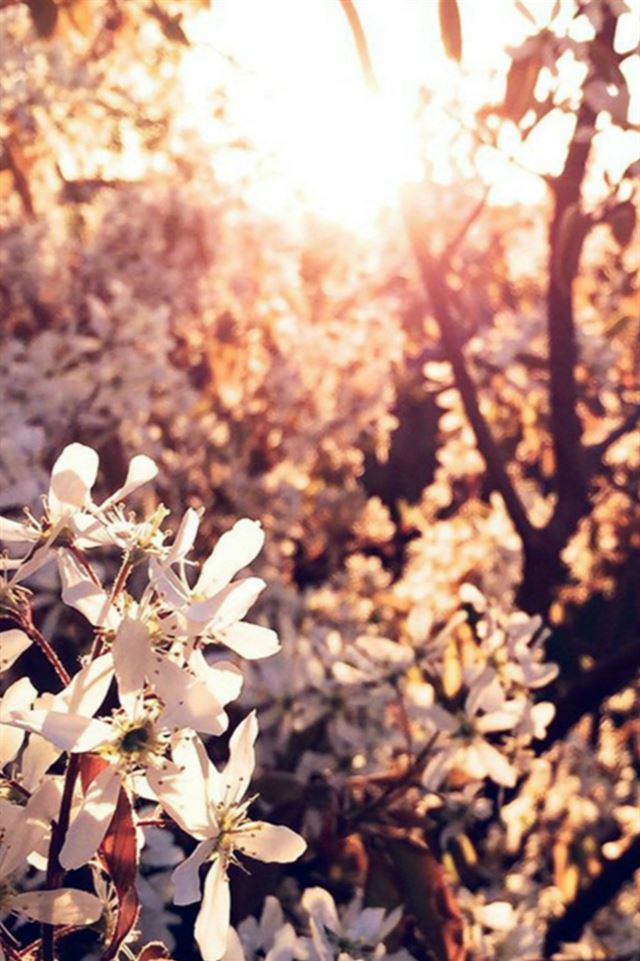 639x960 Tree Flower Blossom Spring Nature -  iPhone 4s Wallpaper