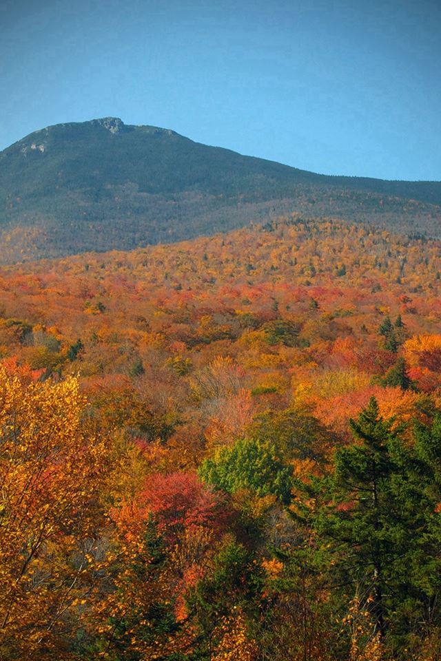 640x960 Fall Forest Wood Nature Red Yellow Vignette -  iPhone 4s Wallpaper