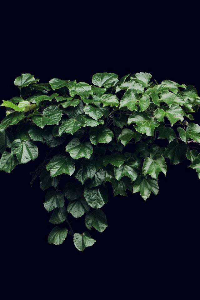 640x960 Truevine Dark Nature Green Flower Leaf - nature iPhone 4s Wallpaper