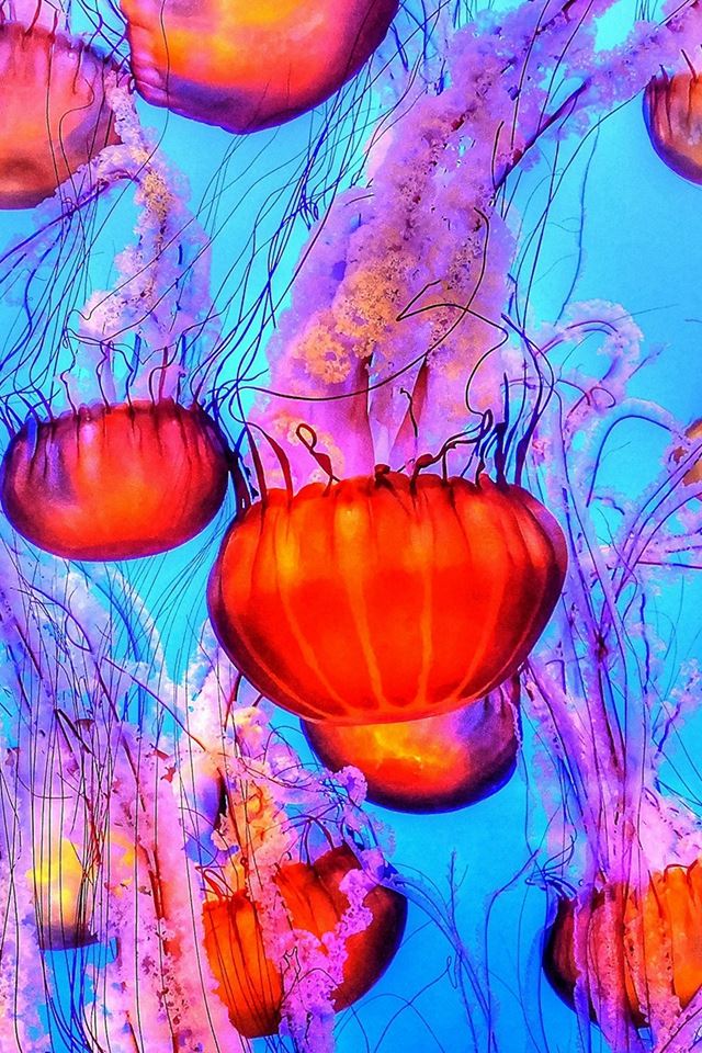 640x960 Jellyfish Water Ocean Red Blue -  iPhone 4s Wallpaper