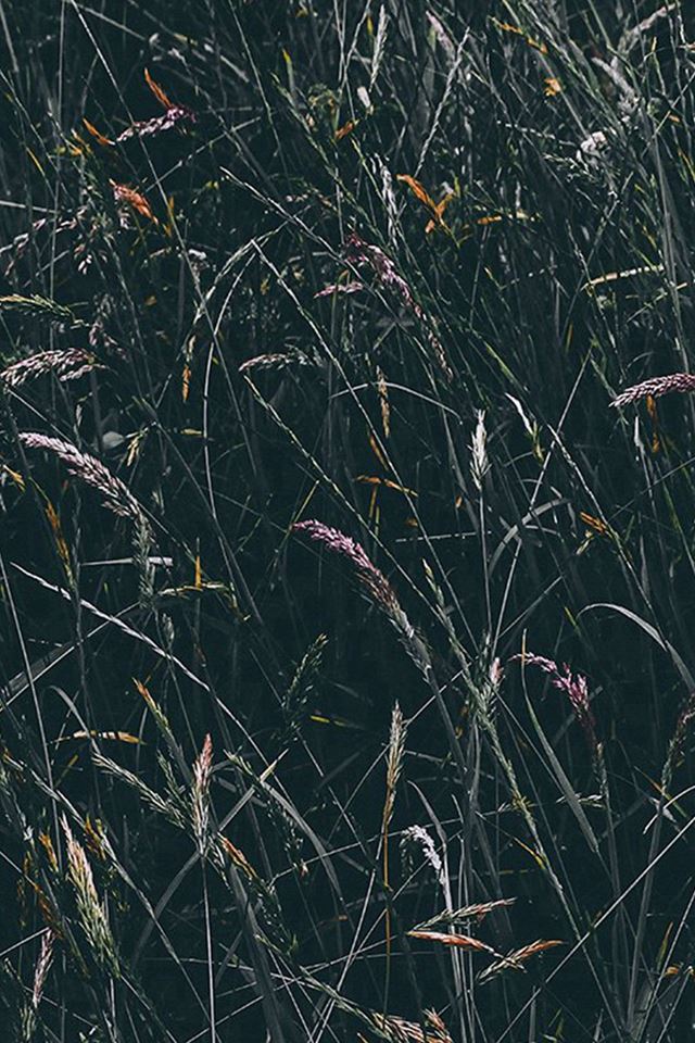 640x960 Flower Rye Green Dark Nature - nature iPhone 4s Wallpaper