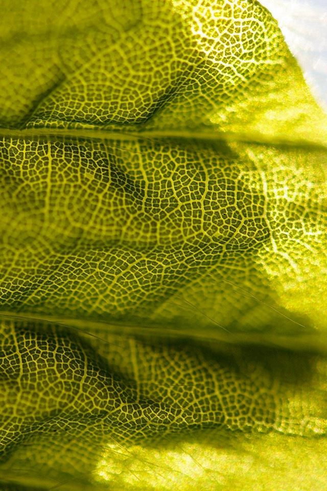 640x960 Lifelines Leaf Flower Pattern Green - flower iPhone 4s Wallpaper