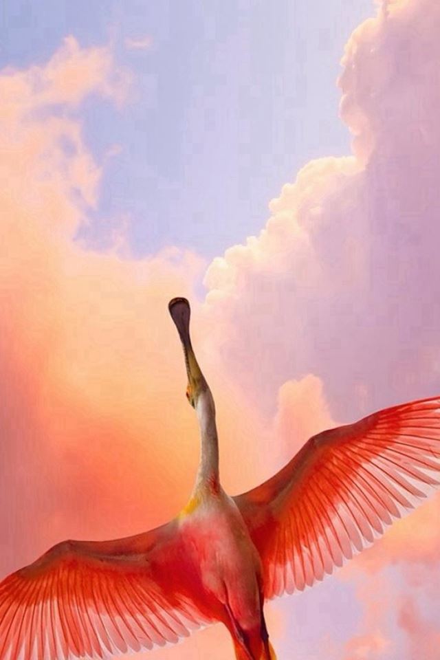 640x960 Flamingo Bird Flying Sky View - bird iPhone 4s Wallpaper
