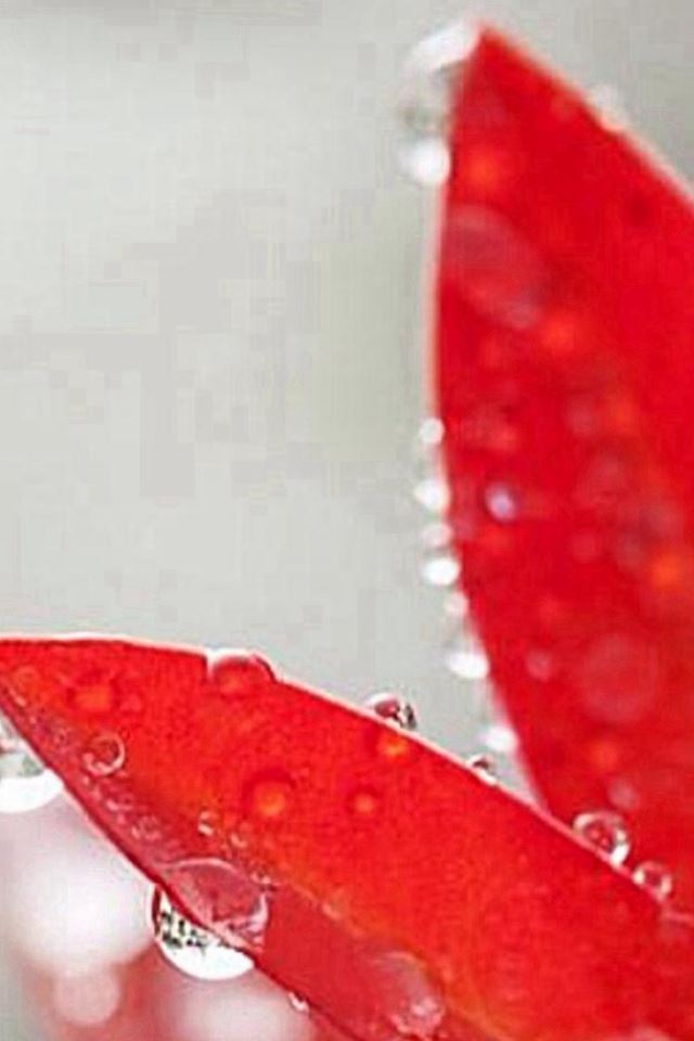 640x960 Pure Red Petal Dew Wet Macro - macro iPhone 4s Wallpaper