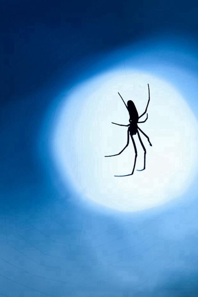 640x960 Nature Night Moonlight Shadow Single Ant - moonlight iPhone 4s Wallpaper