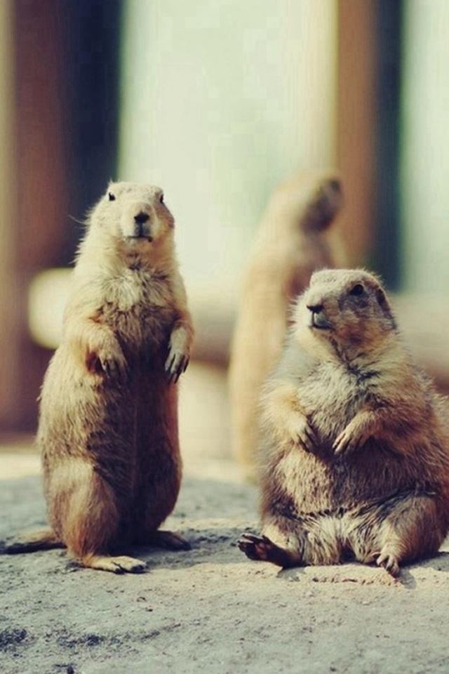640x960 Playing Brown Squirrel Animal - playing iPhone 4s Wallpaper