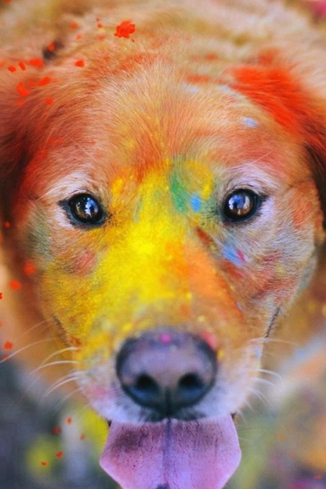 640x960 Colorful Paint Giant Dog Animal - lovely iPhone 4s Wallpaper