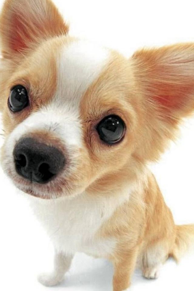 640x960 Cute Lovely Pet Puppy Dog Animal - pet iPhone 4s Wallpaper