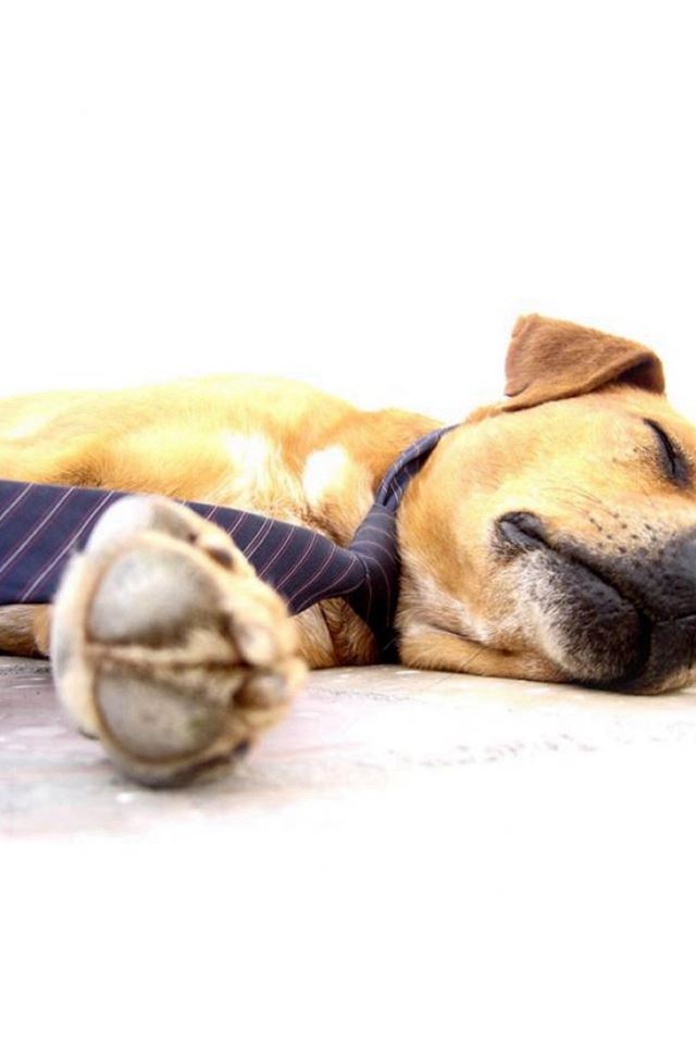 640x960 Sleeping Lying Dog Animal Pet - pet iPhone 4s Wallpaper