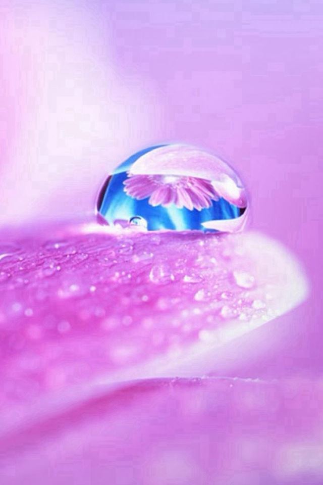 640x960 Pure Wet Petal Dew Global Macro - droplet iPhone 4s Wallpaper