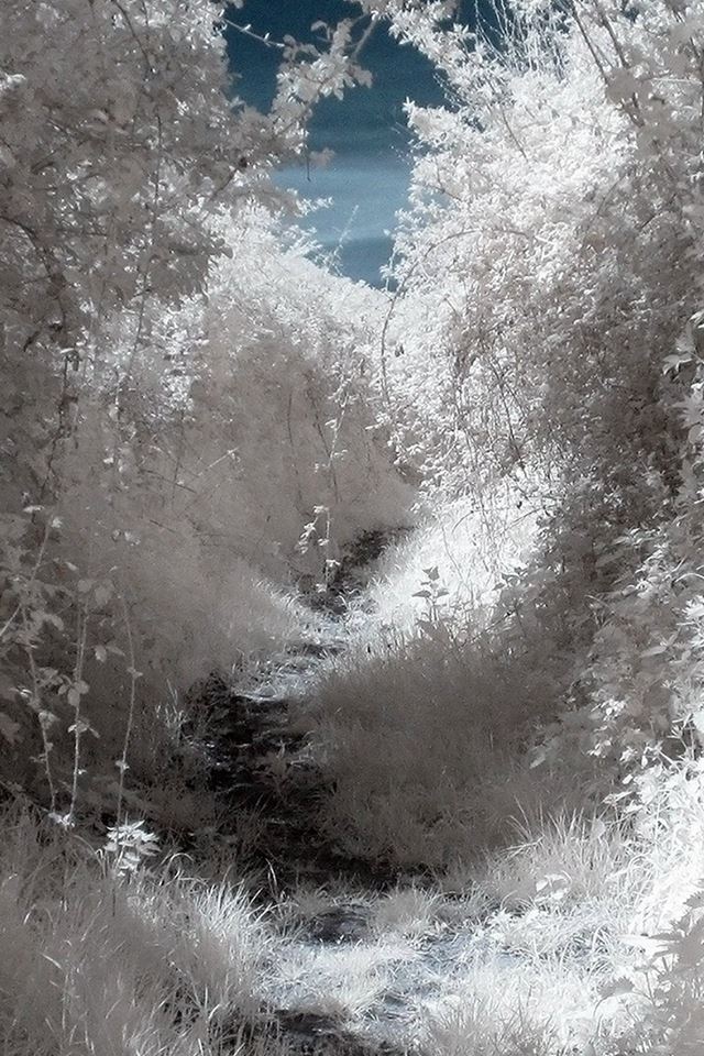 640x960 White Wood Mountain Tree Snow Winter Nature -  iPhone 4s Wallpaper