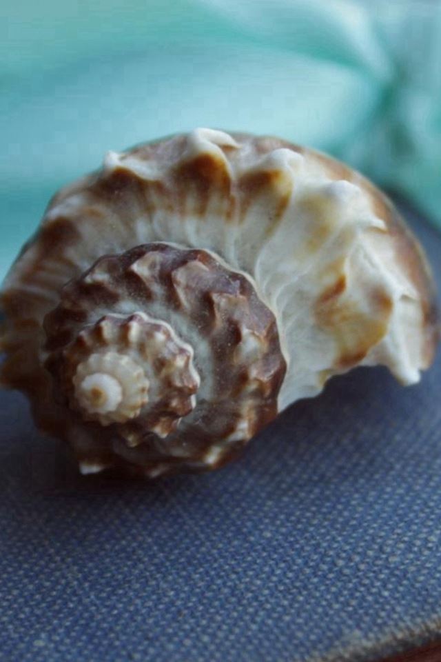 640x960 Shell And Blue Ribbon - macro iPhone 4s Wallpaper
