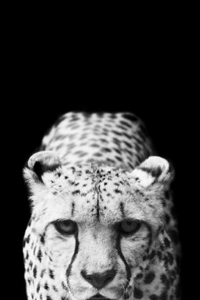 640x960 Cool Leopard Dark Animal - cool iPhone 4s Wallpaper