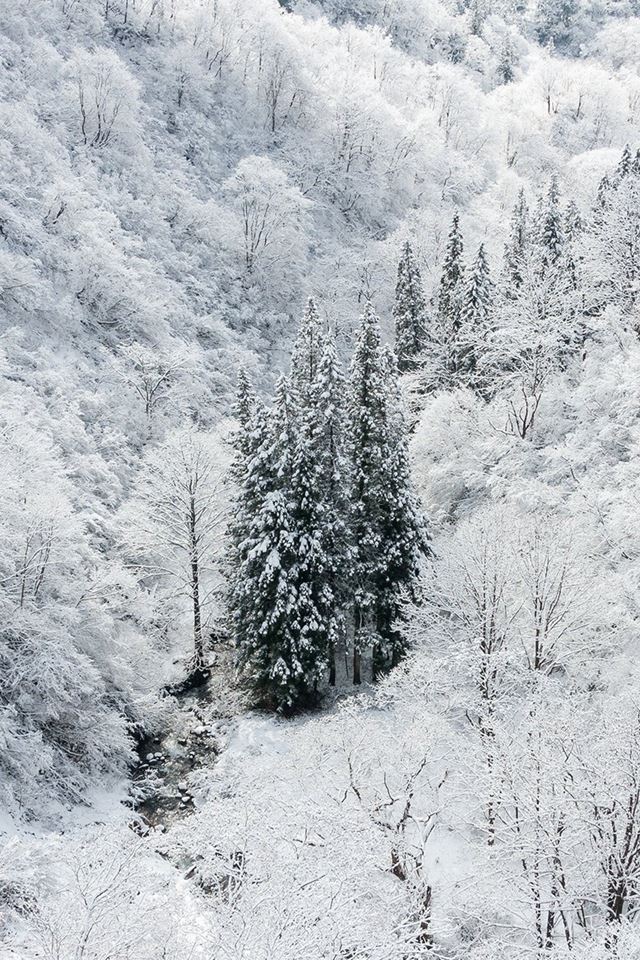 Winter White Snow Wood Forest Mountain iPhone 4s wallpaper 