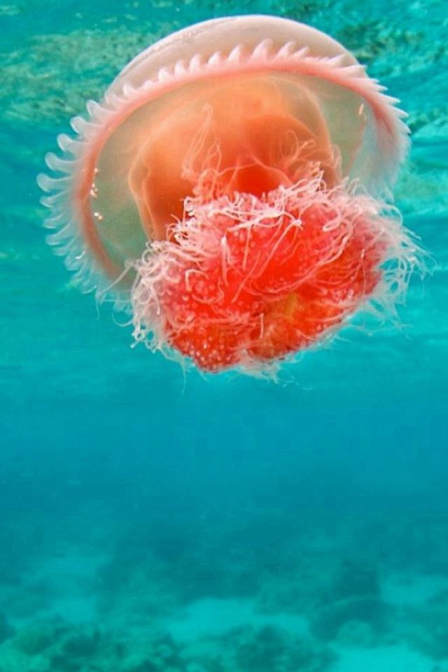 640x960 Wonderful Undersea Ocean Beautiful Jellyfish - ocean iPhone 4s Wallpaper