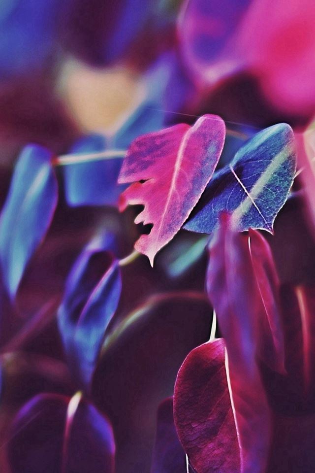 640x960 Fall Leaf Flower Bokeh Nature - leaf iPhone 4s Wallpaper