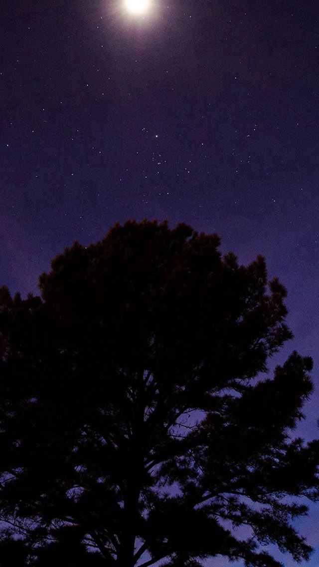 640x1136 One Star Shine Night Dark Blue Sky Wood -  iPhone 4s Wallpaper