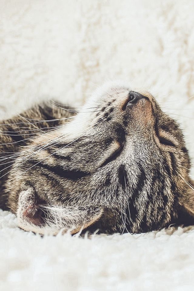 640x960 Animal Cute Pet Kitten Nap Sleep - pet iPhone 4s Wallpaper