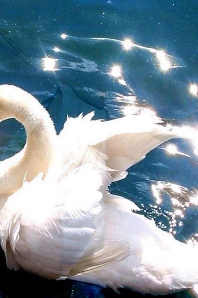 640x960 Bright White Swan Swimming Clear Pool - animal iPhone 4s Wallpaper