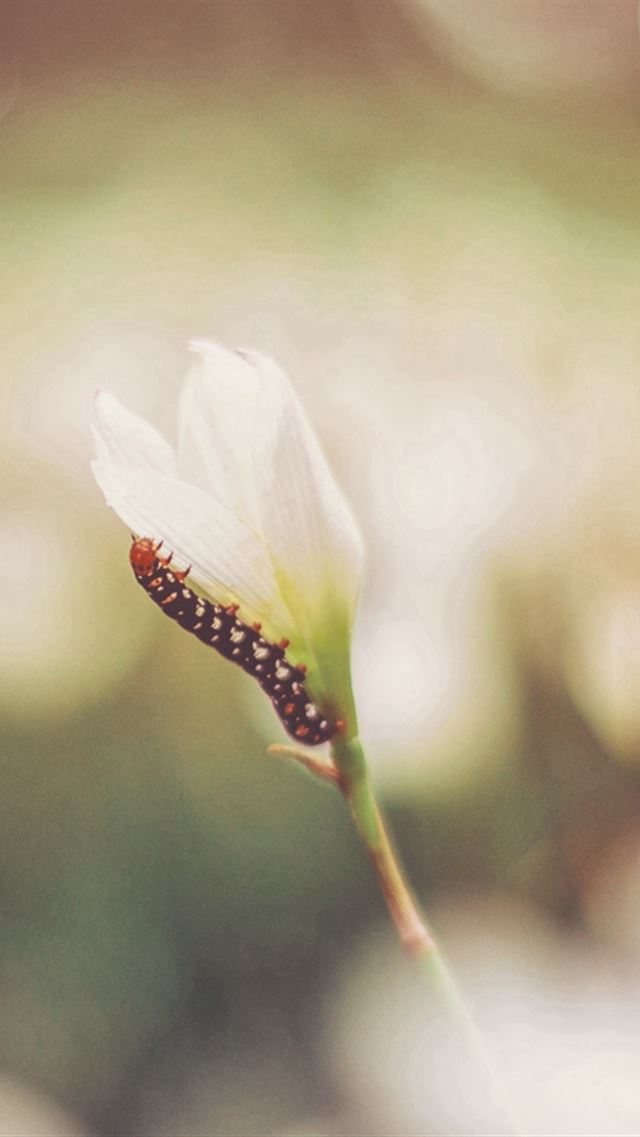 640x960 Caterpillar Grass Flowers Macro Blurring - grass iPhone 4s Wallpaper