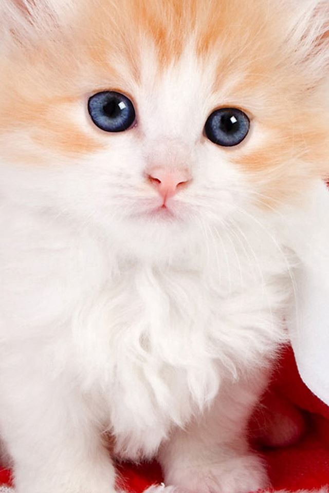 640x960 Cute Lovely Christmas Hat Kitten - kitten iPhone 4s Wallpaper