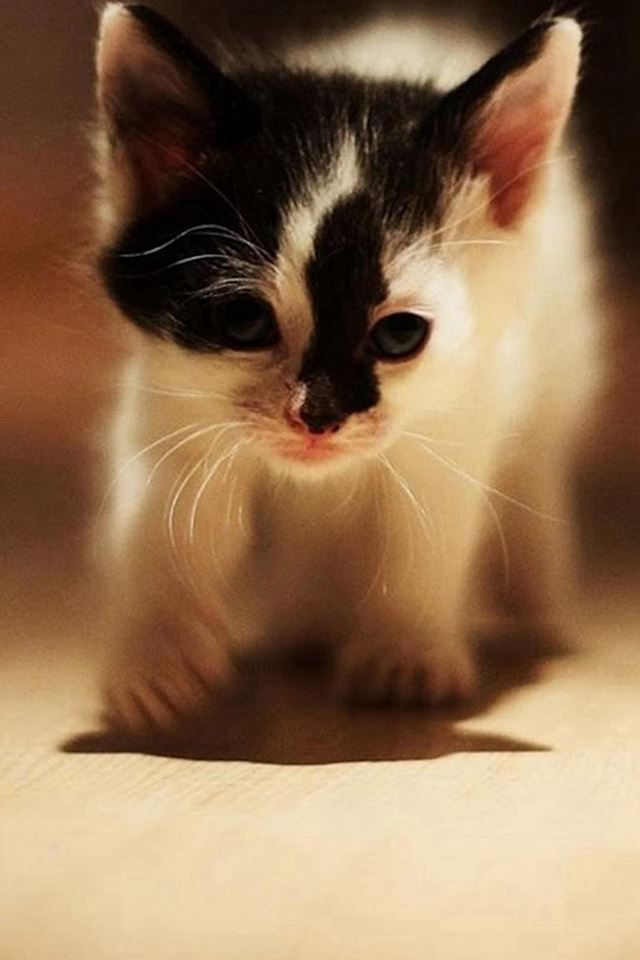 640x960 Cute Walking Speckle Little Kitten Cat - pet iPhone 4s Wallpaper