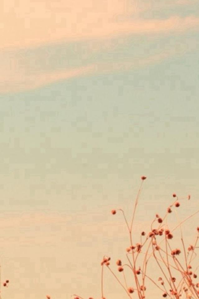 640x960 Autumn Fall Wither Fruit Twig Branch - twig iPhone 4s Wallpaper