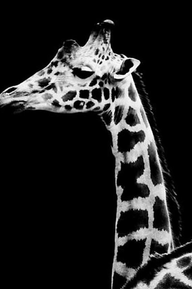 640x960 Dark Simple Giraffe Animal -  iPhone 4s Wallpaper