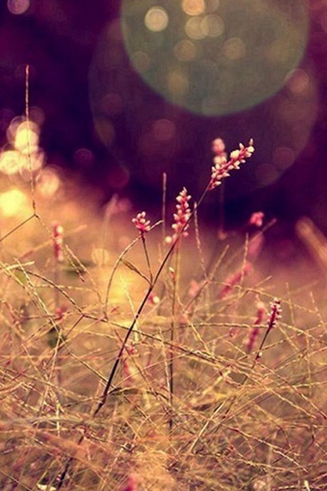640x960 Nature Grass Lawn Flare Scenery -  iPhone 4s Wallpaper