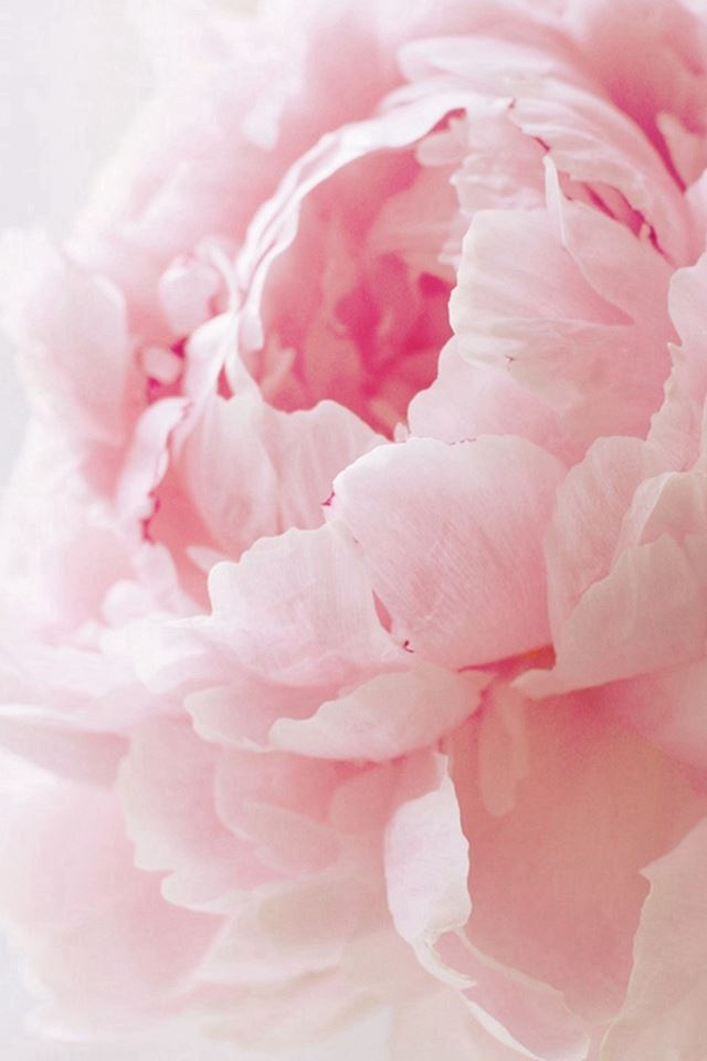 640x960 Nature Spring Bloomy Peony Macro - spring iPhone 4s Wallpaper