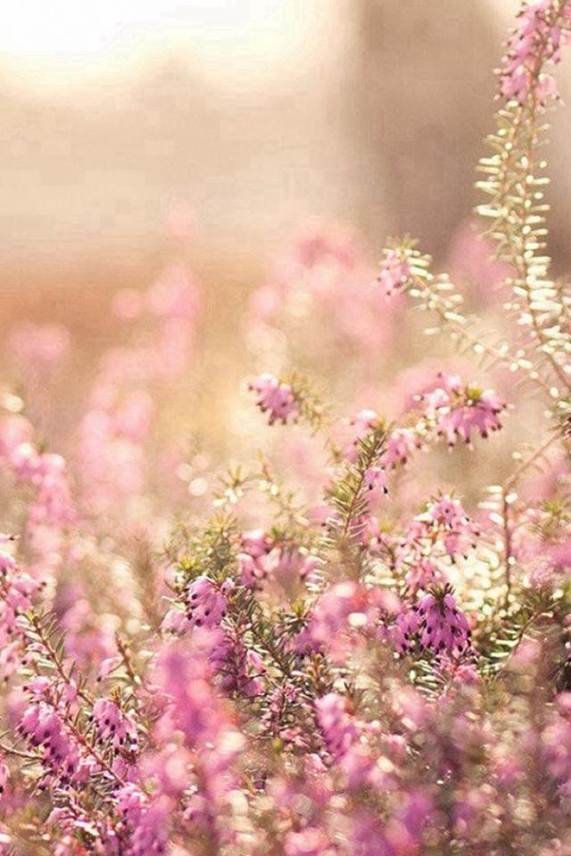 640x960 Nature Spring Bloomy Flowers Blurry - spring iPhone 4s Wallpaper
